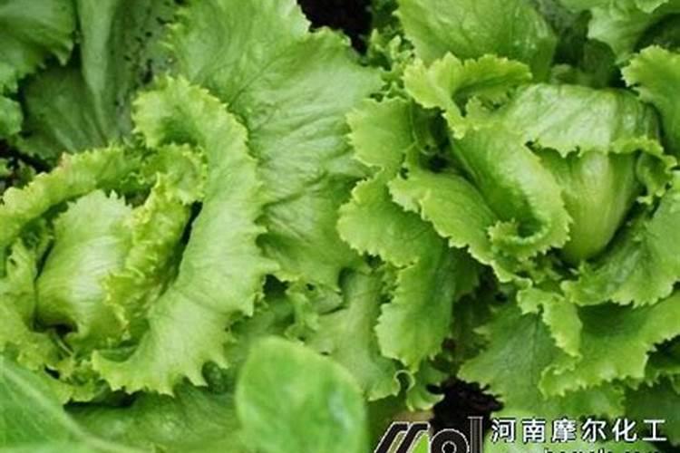 护绿仕含腐植酸水溶肥正确使用方法