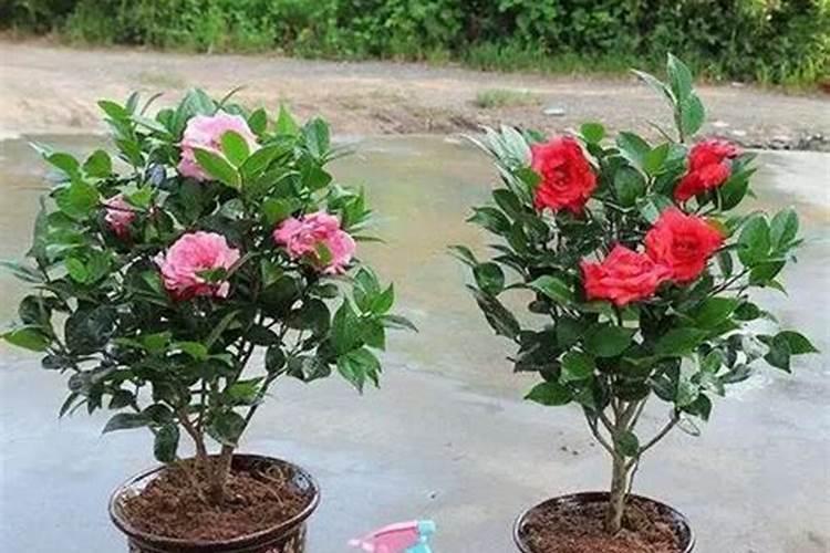 茶花施什么肥,什么时候施好