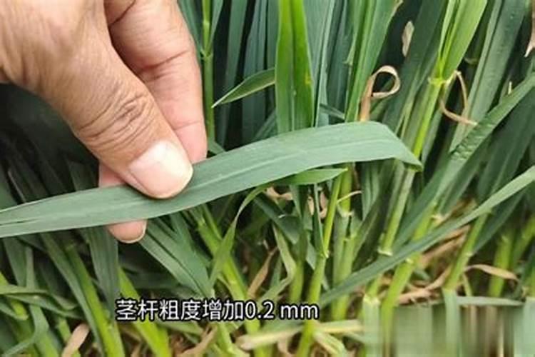 旱稻苗子叶片黄而白啥原因