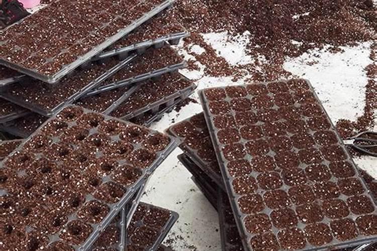 西瓜育苗期用什么水溶肥料能促进苗快速生长？