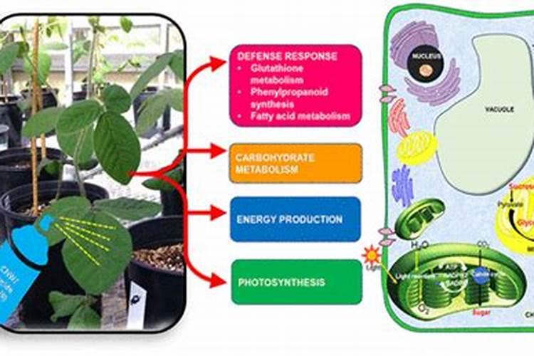叶面肥为什么不能跟碱性农药混用