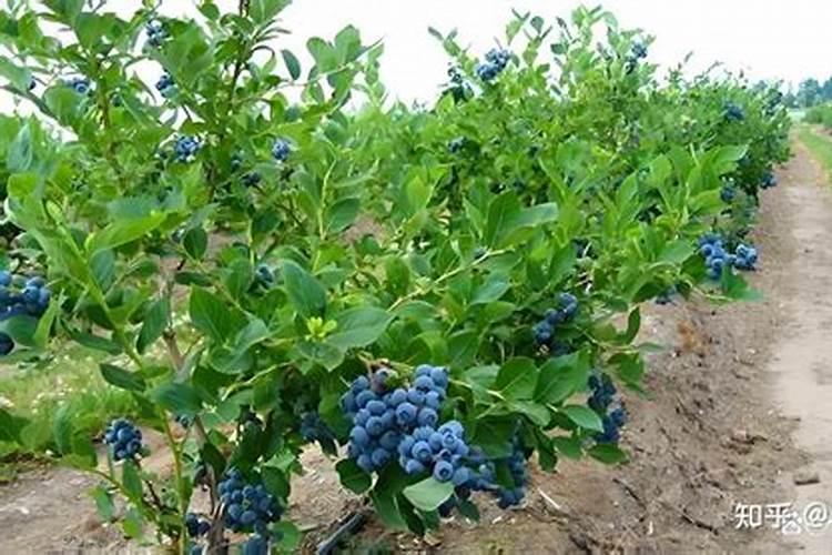 蓝莓种植技术引导(一)