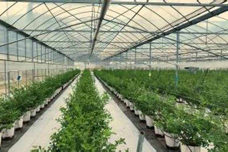 蓝莓大棚种植技术