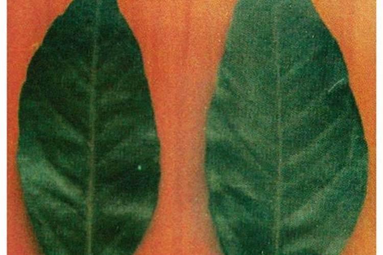 柑橘树缺磷的症状和防治措施是什么？