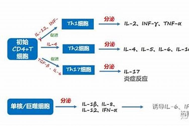 怎样增强抗肥免疫系统