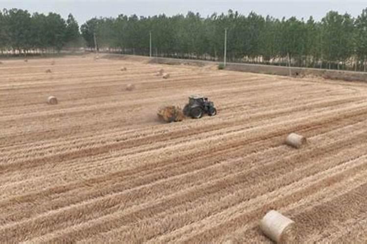 小麦秸秆可以加工什么,可以喂猪吗？