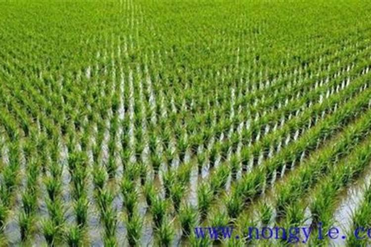 水稻锌肥用什么肥料