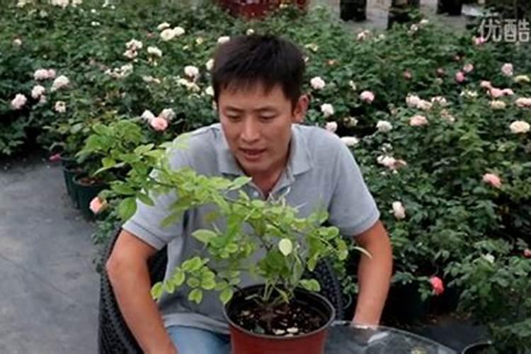 月季叶子蜡黄怎么办