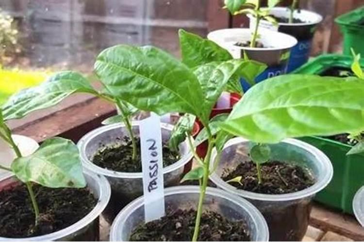 晚熟血橙的管理流程