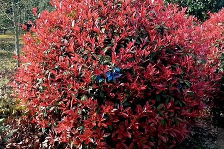 红叶石楠应该追什么肥料