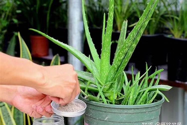 芦荟浇什么肥最好