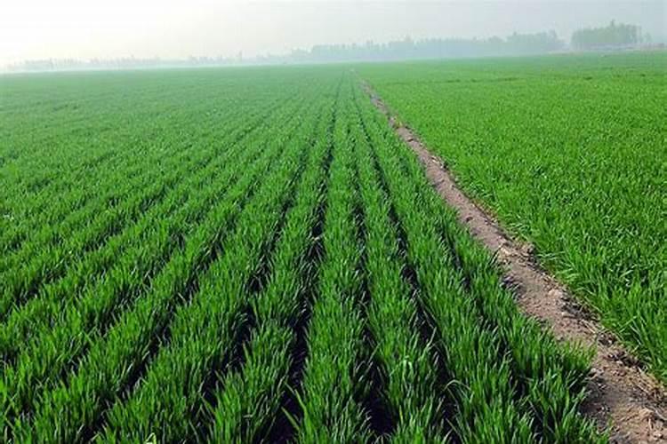 控释肥不用再追肥吗