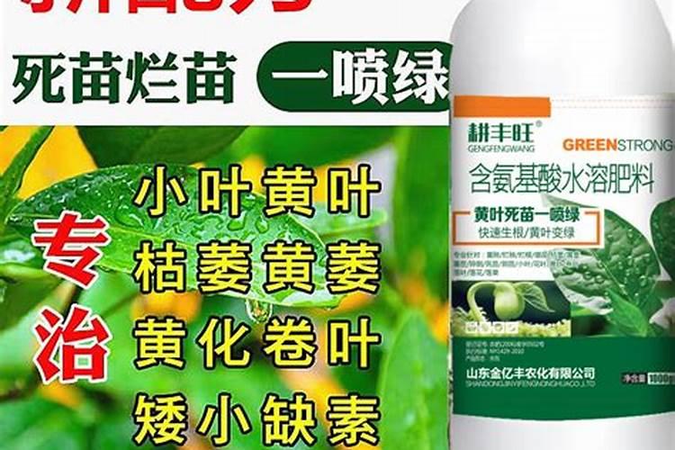 叶绿素控旺多久喷一次