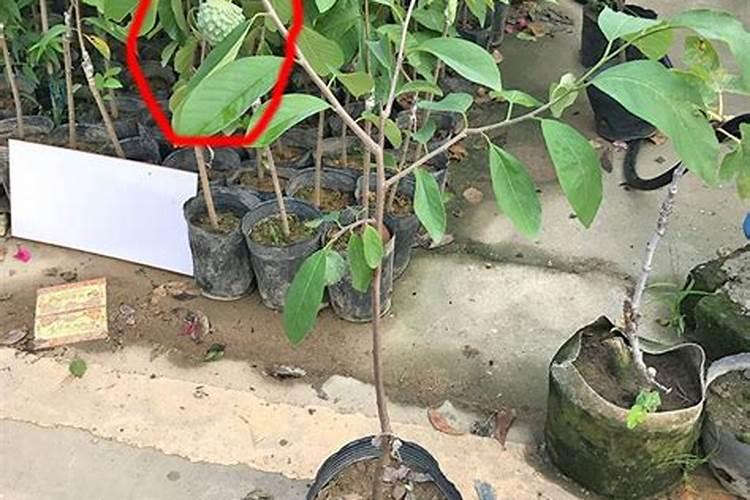 释迦幼果期打什么药