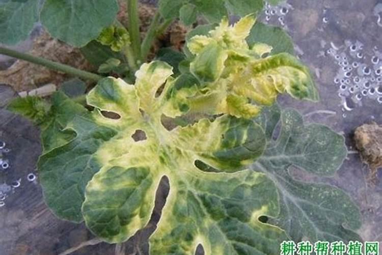 小麦解残留药害使用方法