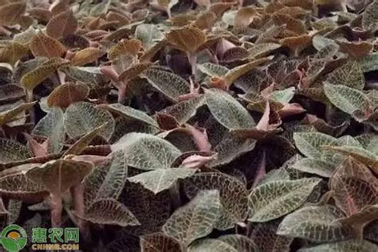 人工如何种植金线莲 人工种植金线莲方法