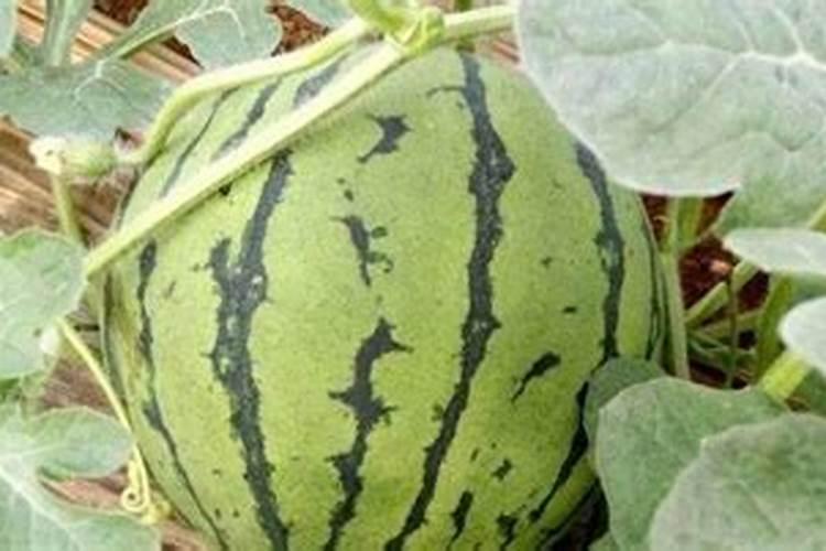 用什么可以使西瓜增大增甜