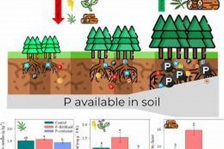 怎样才能合理施用磷肥