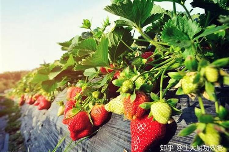 大棚草莓如何施肥才能高产