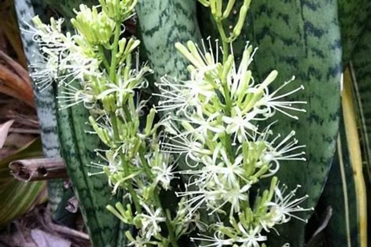 虎皮兰该如何养护,才能长的更旺盛？