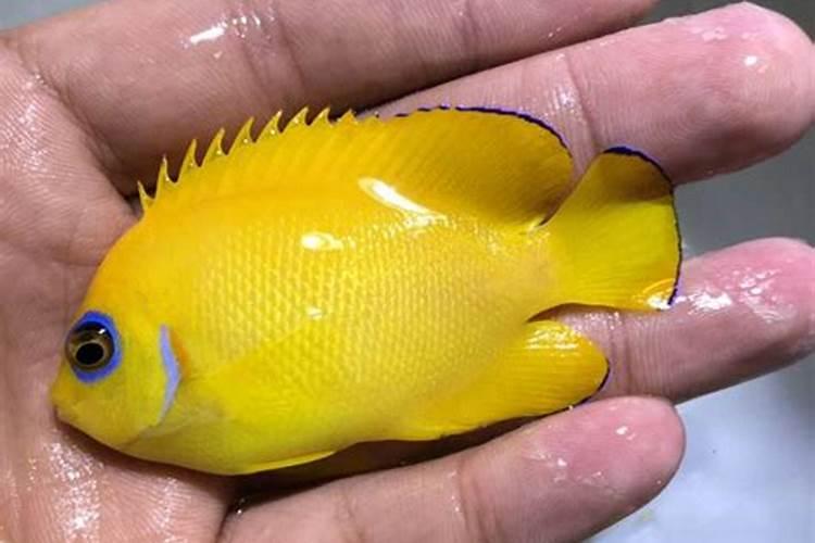 海藻鱼蛋白水溶肥后期能用在大姜上面吗