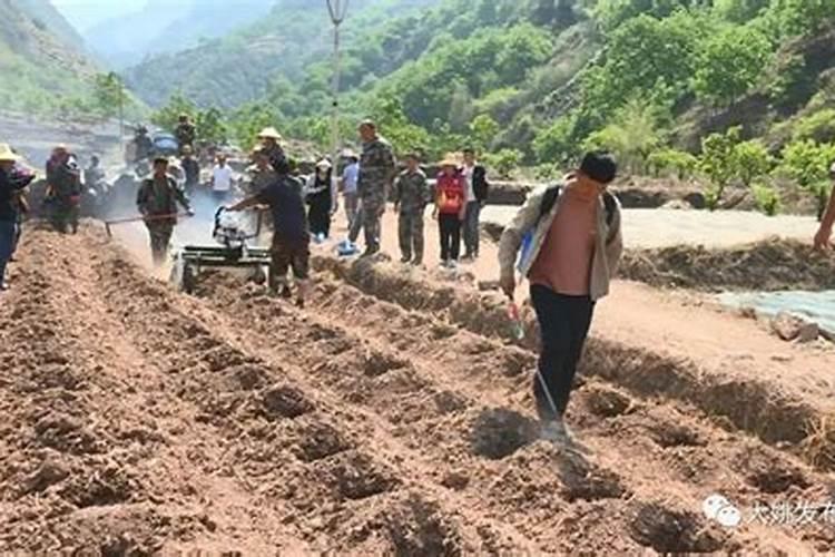 长寿花施什么肥粗壮叶子肥(长寿花小苗用什么肥长得快)