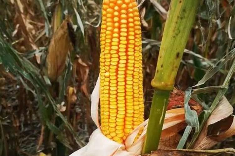 种玉米一亩地用多少磷酸一铵？