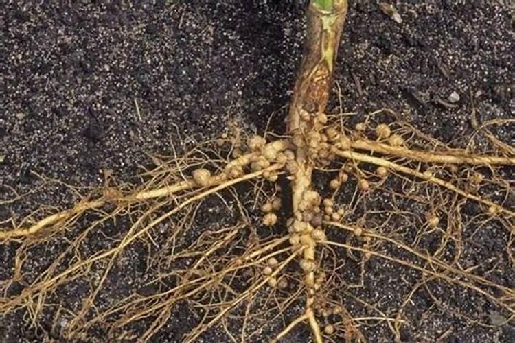 豆科植物不需要氮肥的原因