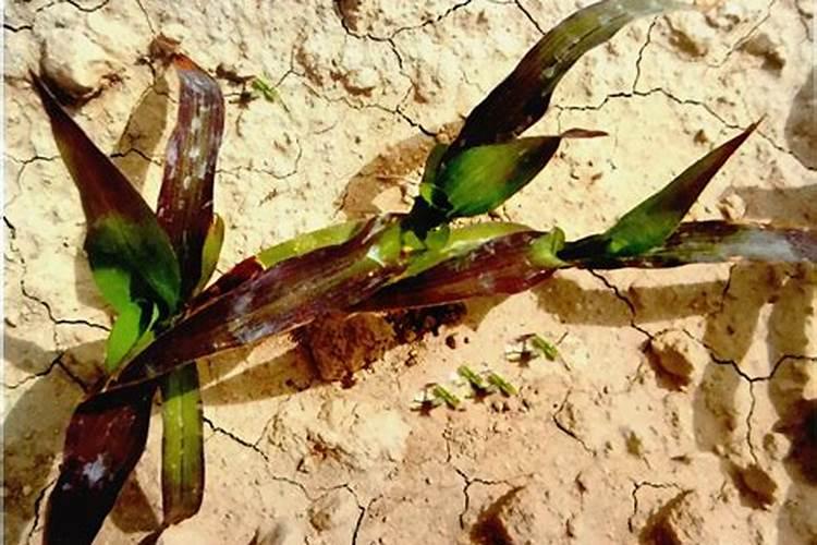 花卉缺少什么肥料如何进行判断