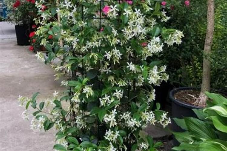 风车茉莉的施肥方法什么肥料好？