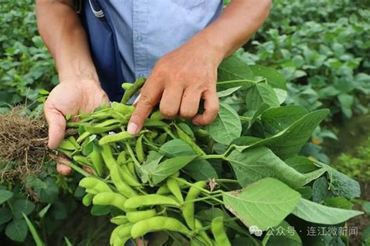 毛豆施什么肥好