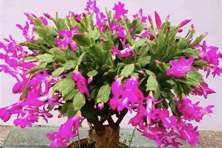 昙花有花苞了用什么肥料最好