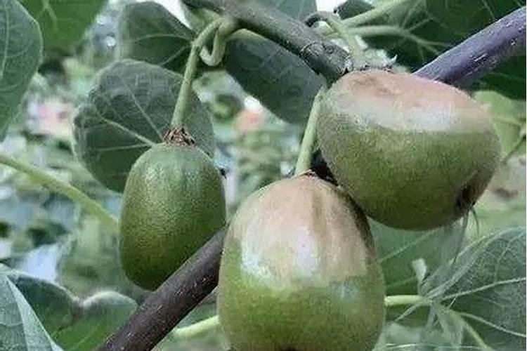 香蕉用什么叶面肥？香蕉什么时候打叶面肥？香蕉促花保果膨大防晒用金泰靓...