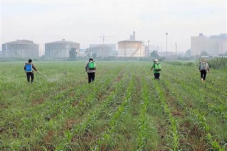 红糖加尿素加磷肥肥水养鱼一亩用多少比例