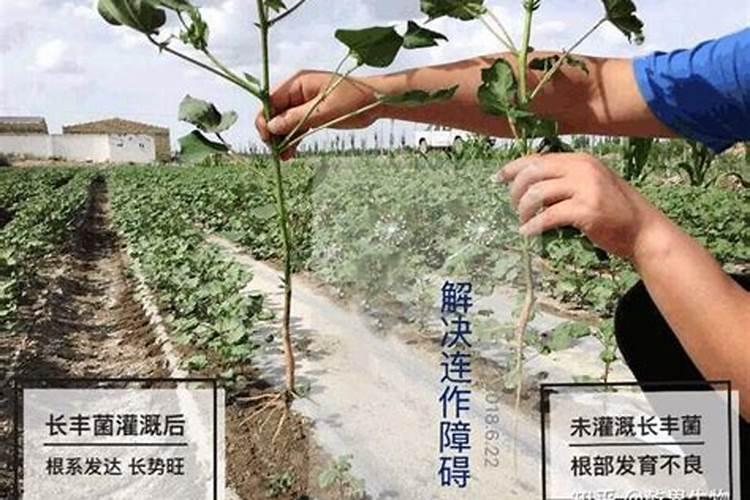 最好土壤处理杀菌剂