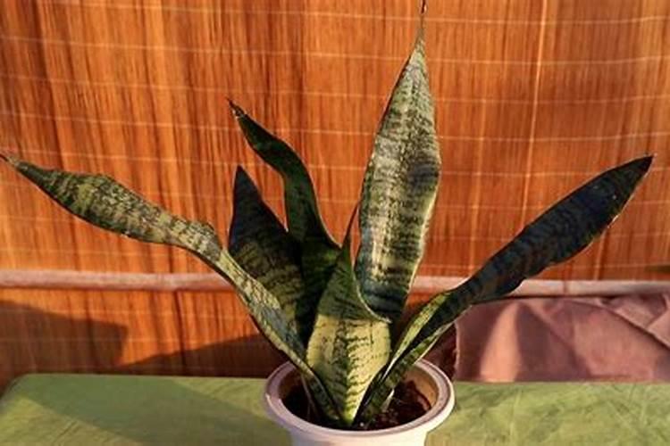 夏天怎么养虎皮兰越长越旺