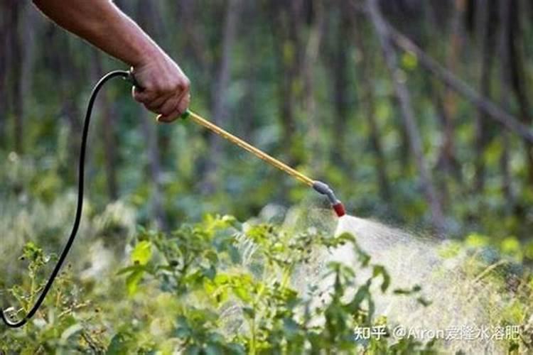 蔬菜水溶肥怎么用？需要注意哪些问题？