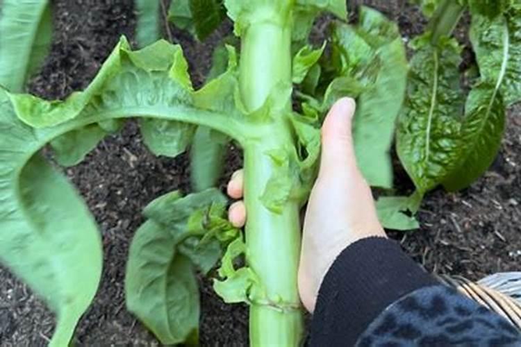 莴苣空心怎么回事？