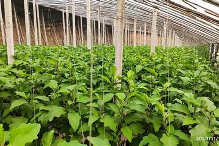 施用氮肥过多对植物有什么影响