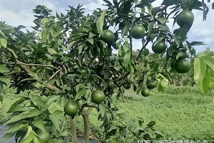 桂开膨大能和大量元素水溶肥一起用吗