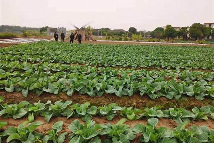 冬季油菜施什么肥最好？