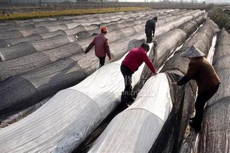 植物防冻剂能兑拢硼肥我磷酸二氢钾施用吗