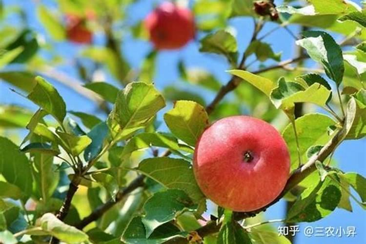 【植保】苹果树腐烂病的防治方法!