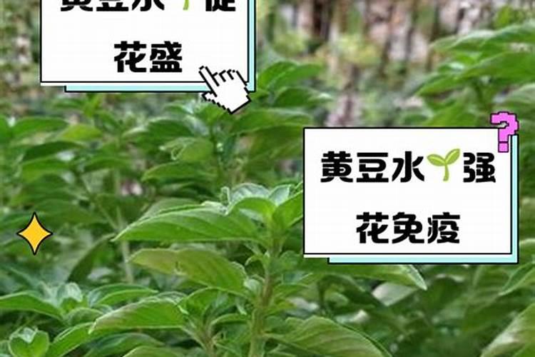 氮肥可以兑水浇花吗