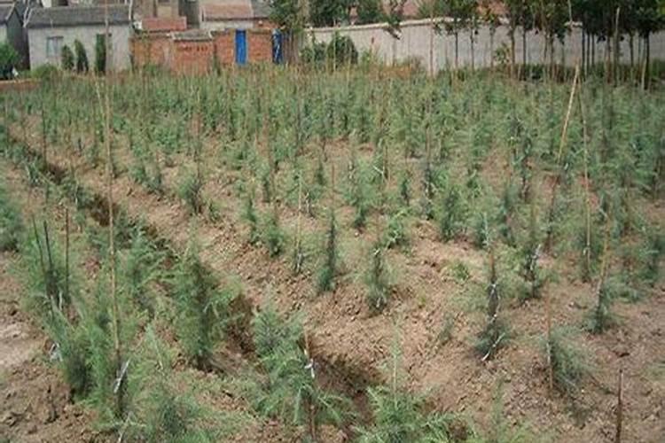 树木移栽之后这样进行养护管理？