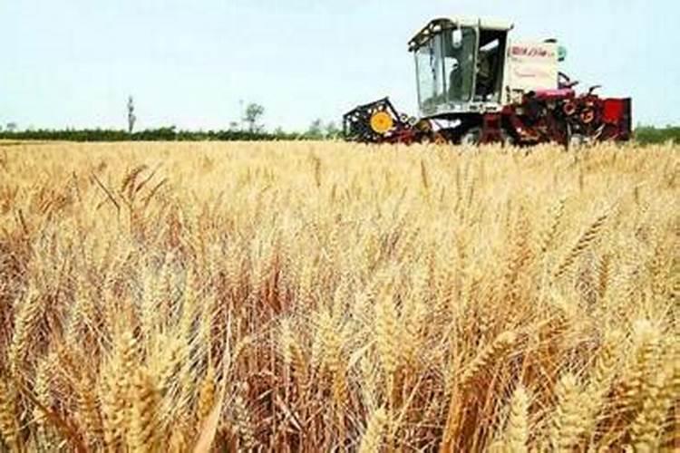 种小麦一亩地用多少复合肥