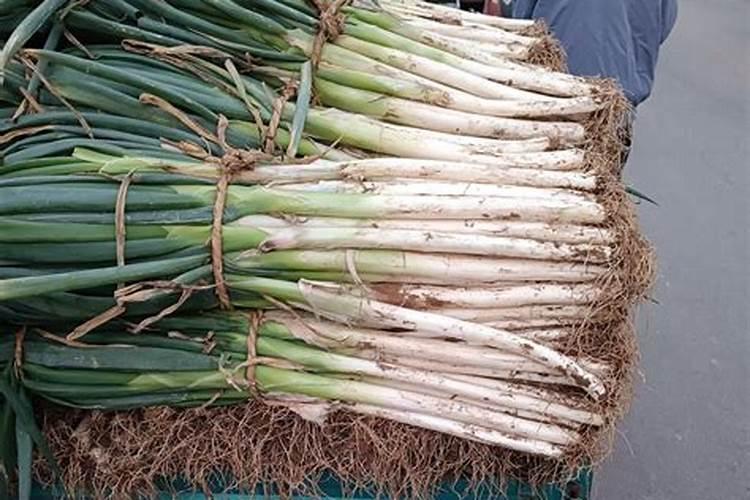 山东大葱产地在哪里 价格是多少