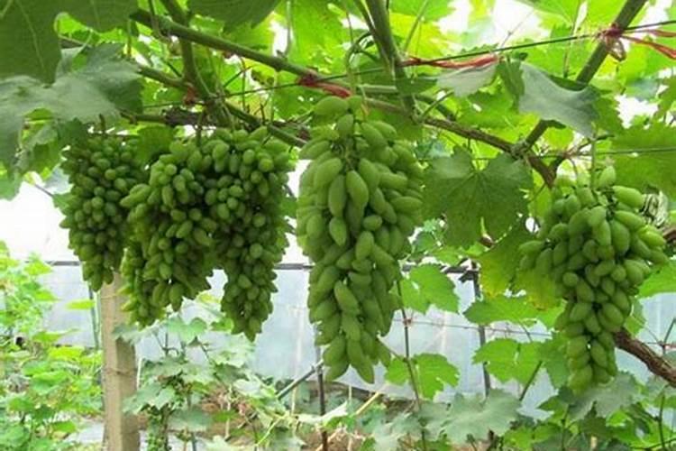 葡萄开春什么时候施磷肥