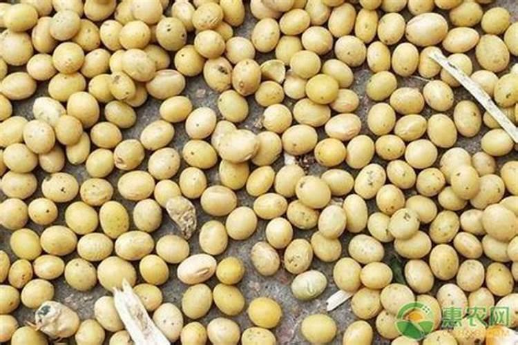 生黄豆可以直接埋在花盆里当肥料吗