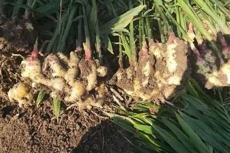 生姜用哪种水溶肥效果好？生姜什么时候用肥比较好？